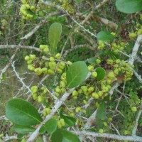 <i>Gymnosporia emarginata</i>  (Willd.) Thwaites